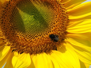 Bumblebee sitting on a sunflower 