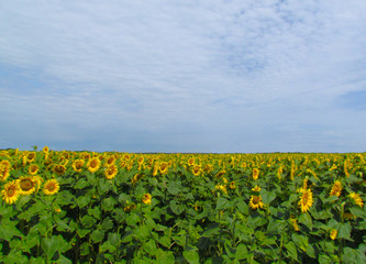 Fototapeta na wymiar sunflower field with blue sky background