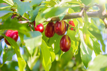 Red ripe dogwoods Cornus fruits on a fruit tree in the organic garden