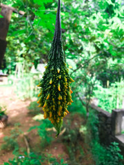 bitter gourd in the forest 