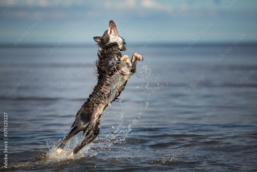 Wall mural happy border collie dog jumping out of water in summer on the beach