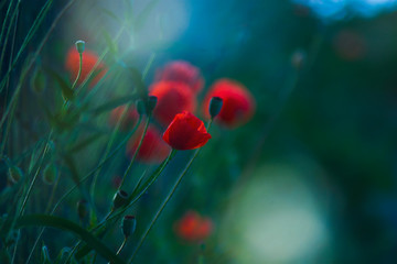 Red wild poppies among grass, red flowers on a blue background, nature, beauty, macro, closeup