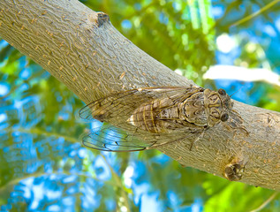Greek cicada mimicry on tree stem