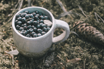 Fototapeta na wymiar Blueberries in cup in forest. Fresh blueberries in cup on the ground in forest. A cup of blueberries