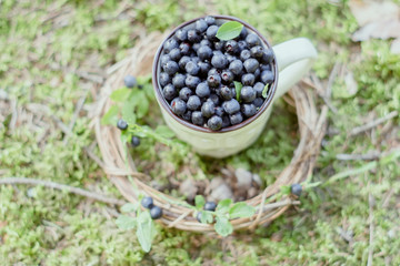 bilberry in cup in forest. Fresh bilberry in cup on the ground in forest. A cup of bilberry