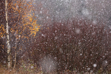 First snow in autumn with some colorful tree leaves, Northern Europe. 