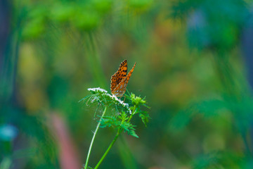 Queen of Spain fritillary, Issoria lathonia, a butterfly of the family Nymphalidae, insect, wings, summer, nature, yellow-orange