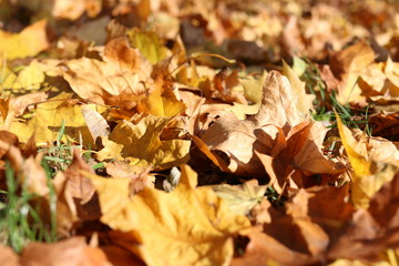 fallen autumn leaves