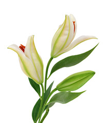 Obraz premium Beautiful Lily flower isolate on white