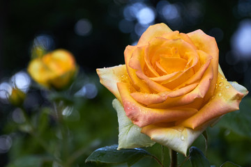 flowering rose with drops of water