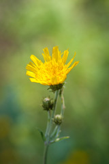 Hieracium lachenalii - Flower and Buds