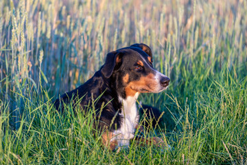 Appenzeller Sennenhund, dog outdoor portrait in field