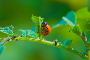 Colorado beetle larva, potato leaves worm, pest, insect, nature, macro closeup