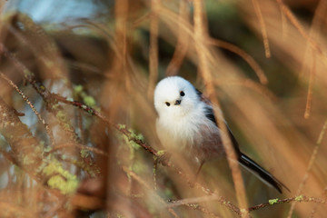 A curious and supercute small European songbird Long-tailed tit, Aegithalos caudatus in autumn, Estonia. 