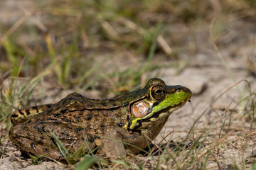 Canadian Green frog on dry rocky soil in renaturalized quarry close-up photo