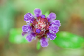 Prunella vulgaris - Bird View