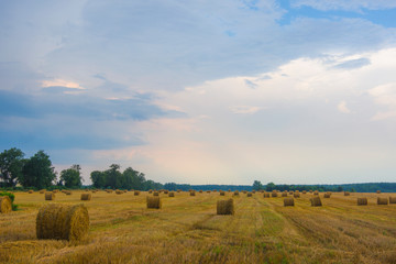 Storm rain over the field village field dark blue clouds against the setting sun trees and mowed corn rolled up into bundles