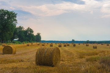 Rural landscape, mown grain field, haystacks rolled into rolls, countryside, agriculture, fields, nature