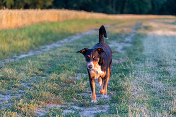 Appenzeller Sennenhund, Dog sitting in a grassy field at sunset