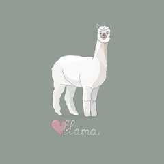 Vector illustration of a llama or alpaca in full growth. Animal and text. Cartoon style pastel colors. For design, postcards, packaging.