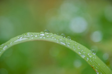 Blade of Grass with Water Droplets
