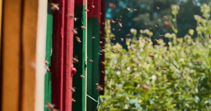 Colorful houses for domestic bees. A large number of bees fly to their uuli carrying honey. Slow motion