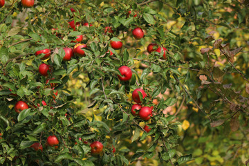 red apples on a branch in the garden