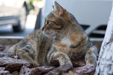 Gray cat near the tree lies and looks up. A beautiful young street kitten. Portrait of a cat in close-up.