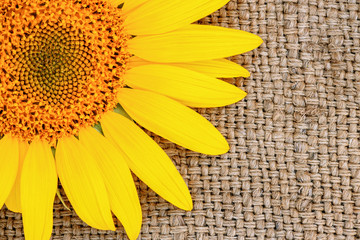 sunflower on burlap close-up, summer background,  homespun texture, place for text, blank for design