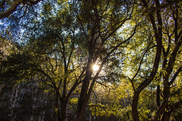 Sunlight Rays Peek through the California Native Oak Trees at Switzer Falls in the Angeles National Forest outside of Los Angeles, California, USA