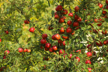 red apples on a tree