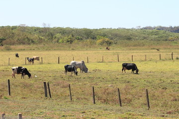 cattle on pasture