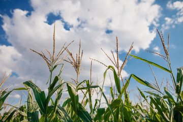 Corn field, sunny weather