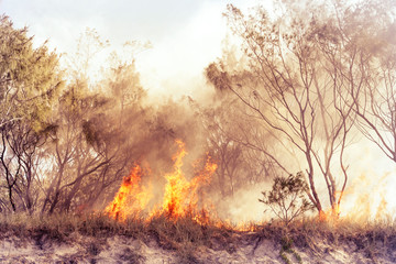 Australia bushfires in summer fire season - obrazy, fototapety, plakaty