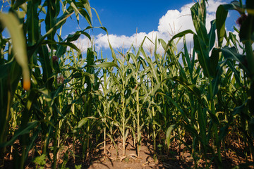 Corn field, sunny weather