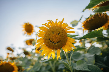 Emotional sunflower