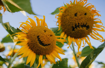 Emotional sunflower