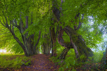 Landscape, path in the old forest, greenery, big trees, nature, tangled trunks and branches, summer, bark