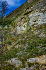 Purple and White Wildflowers Grow out of the Ancient Walls Lining the Path up to Constitution Square in Municipal Park in Luxembourg City, Luxembourg