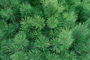 green young spruce. needles ate as a texture.