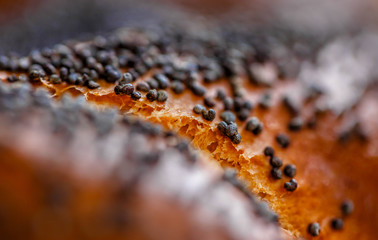 Bun with poppy seeds isolated on white background. Macro