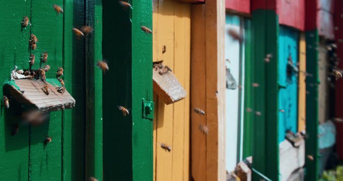 Colorful houses for domestic bees. A large number of bees fly to their uuli carrying honey. Slow motion