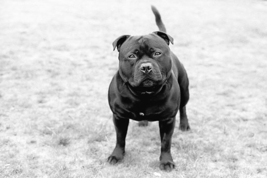 Portrait of a Staffordshire Bull Terrier in monochrome take on film with some film grain.