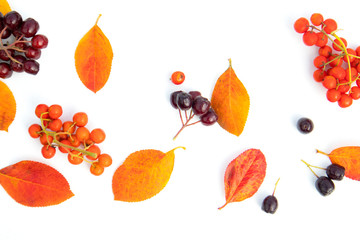 Multicolored autumn leaves and berries of black and red rowan berries on a white background with space for text. Poster, banner, advertisement.