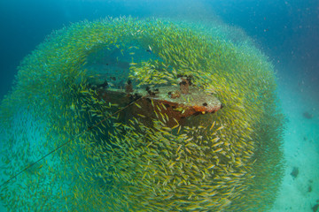 school of yellow trevally fish around wreck . 