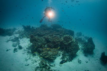 Scuba diver explore a coral reef with 
flashlight.