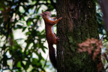 Una ardilla trepa al tronco de un árbol con una avellana en la boca para comérsela en las alturas donde nadie puede robársela.