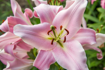 Fototapeta na wymiar Pink lily flower blooming in close up 