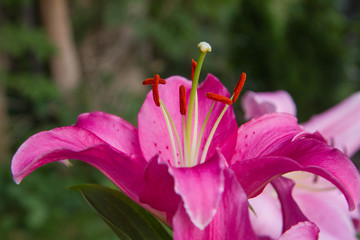 Pink lily flower blooming in close up	
