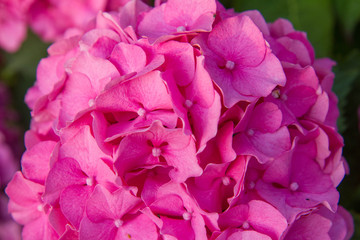 Hydrangea pink flowers in close up